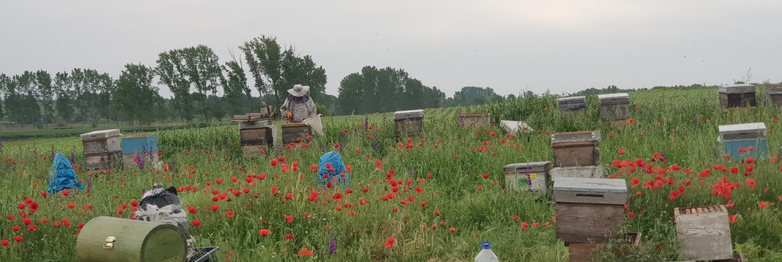 Gelinciklerle dolu bir tarlada dizili arı kovanları, ortada kovan başında Hikmet Topçu